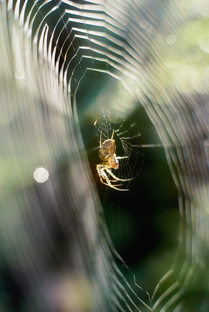 the spider is looking out from its web