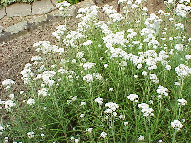 a patch of grass that has white flowers on it