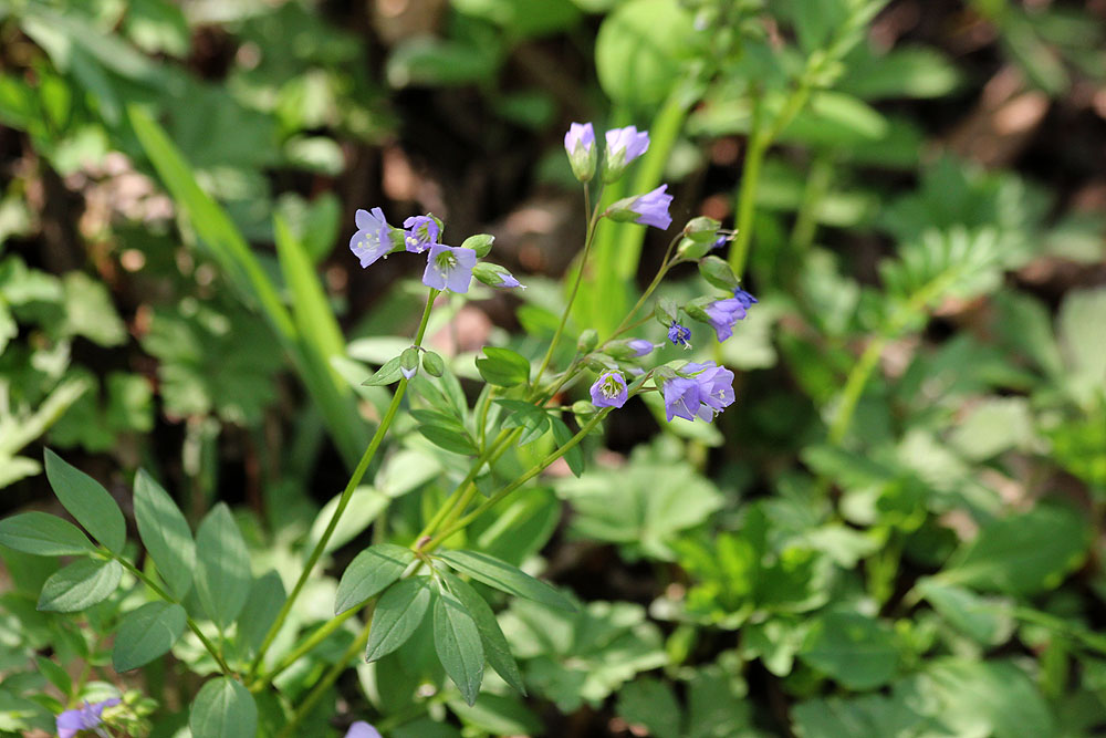 some purple flowers growing in the middle of grass