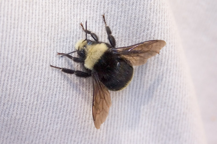 a bee sitting on top of a white blanket