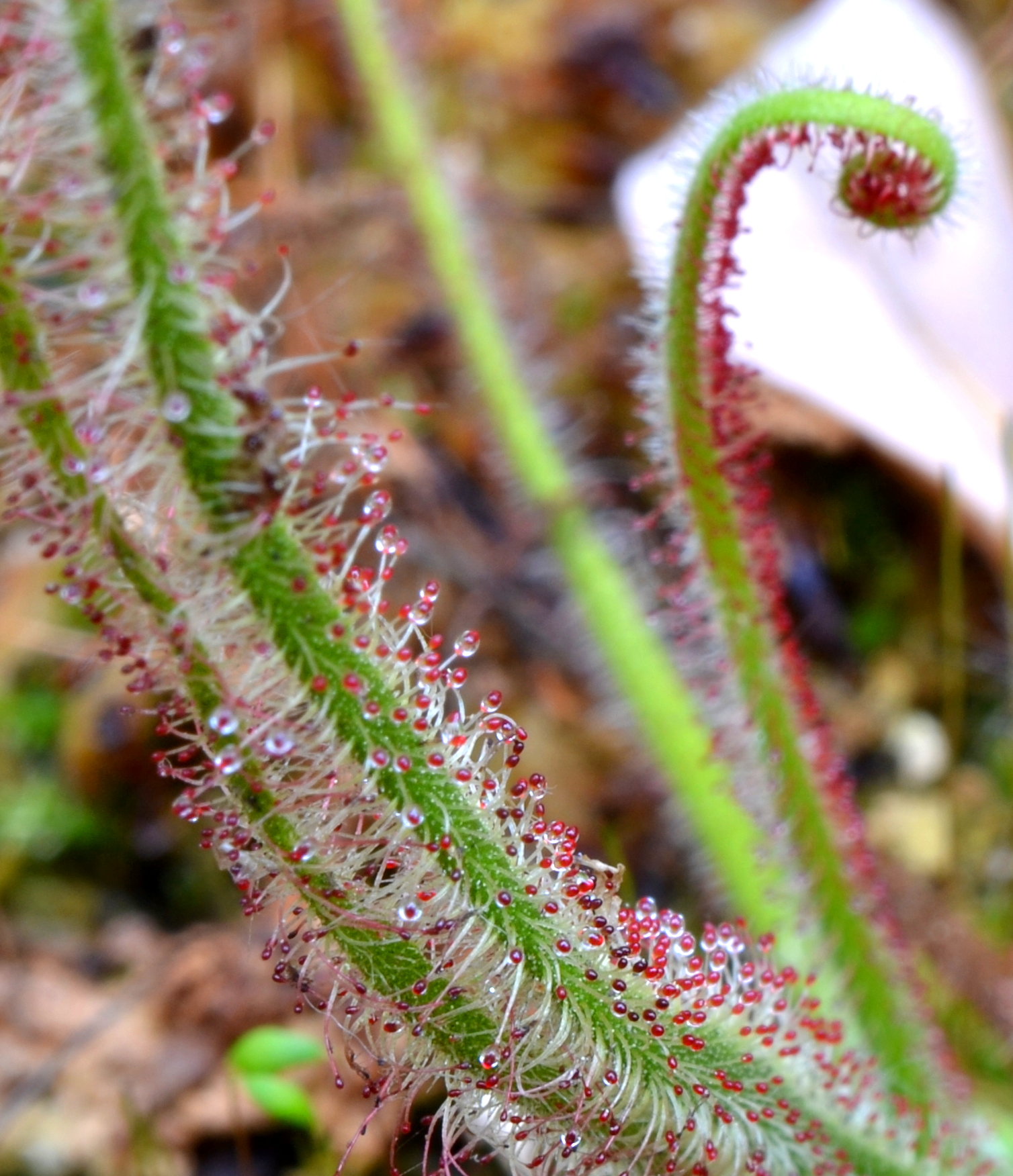 a close up of some sort of plant with small flowers