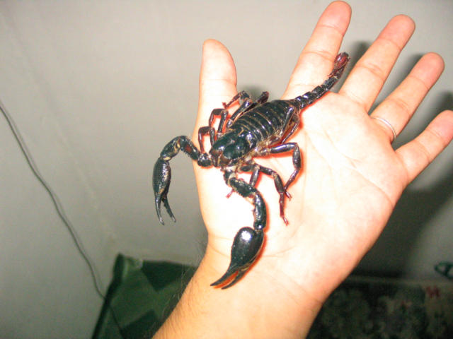 a large blue and black crab in someones hand