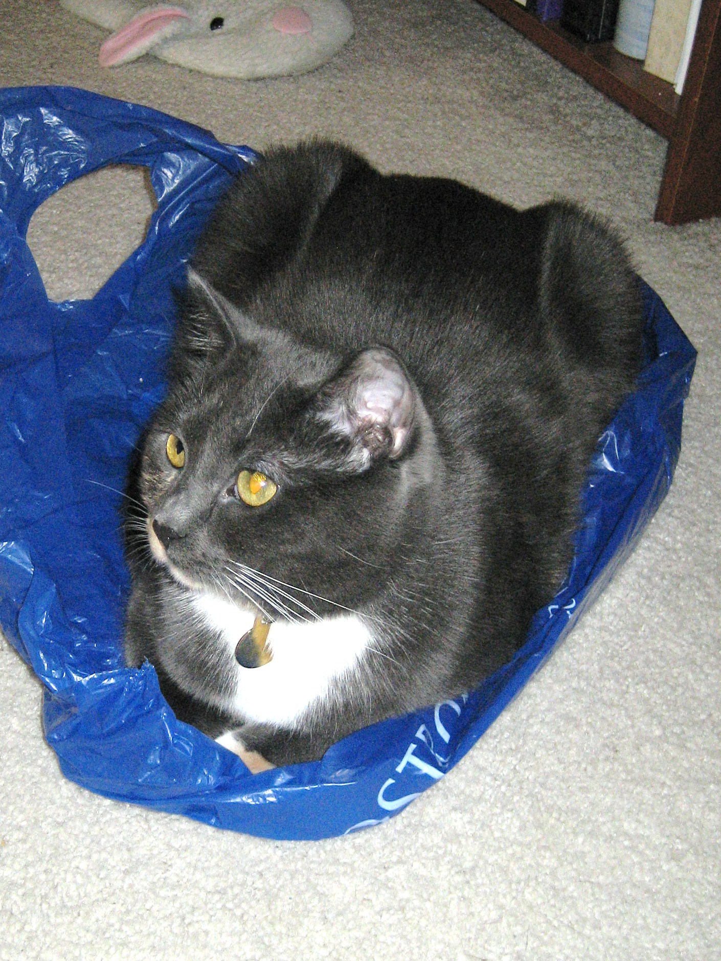 a gray cat laying inside of a plastic bag