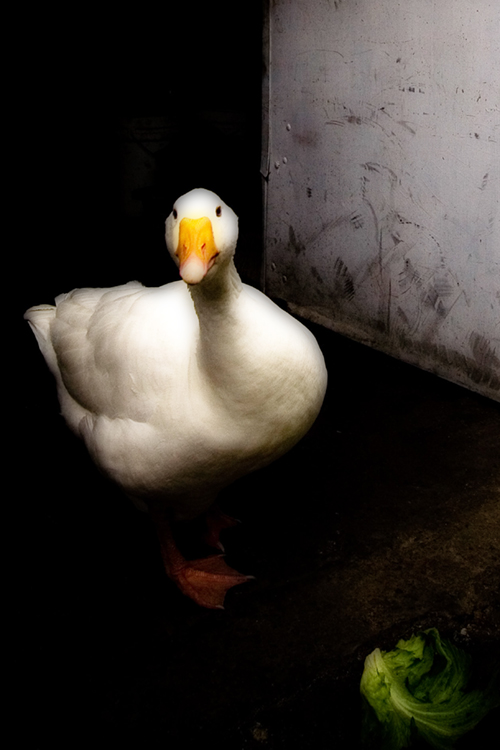 a duck is sitting next to an open door