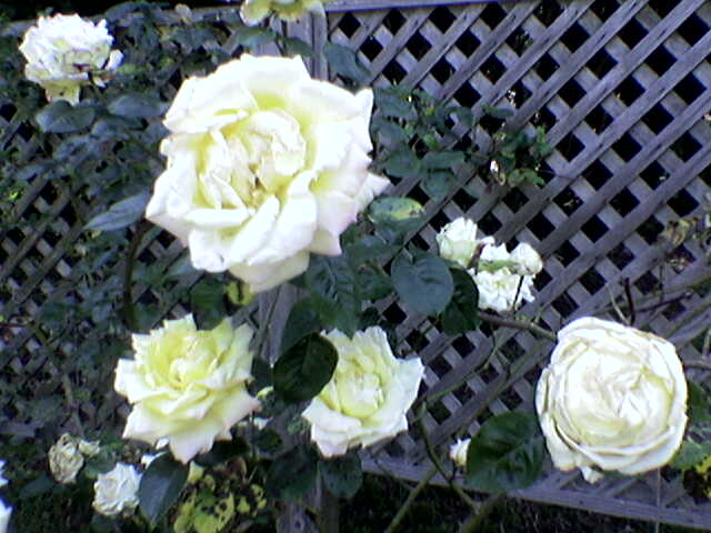 a bouquet of yellow and white roses next to an iron gate