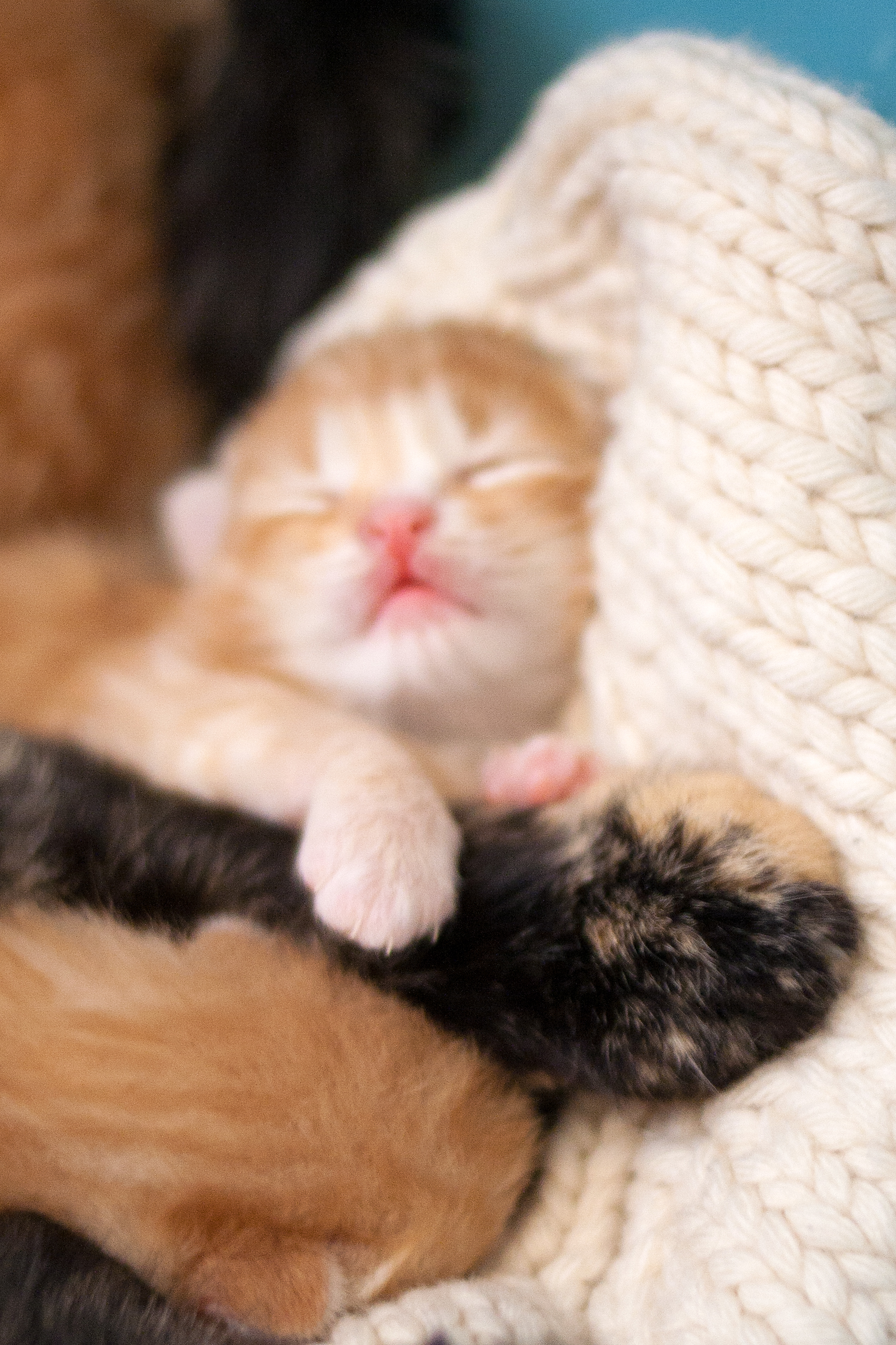 two cats sleep with each other on the bed