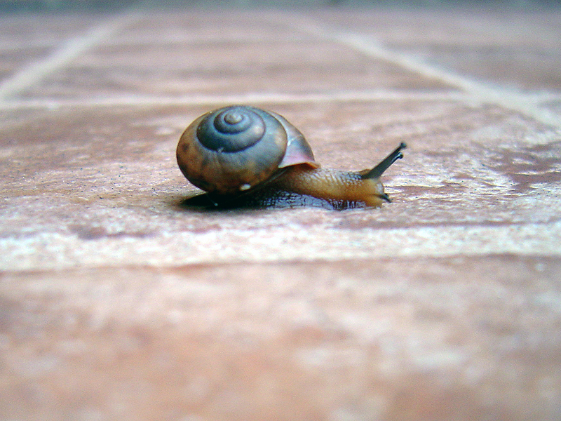 a snail crawling on a tiled floor