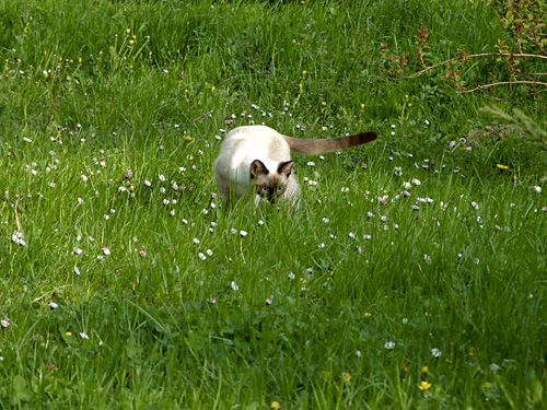 a cat walking through a field of tall grass