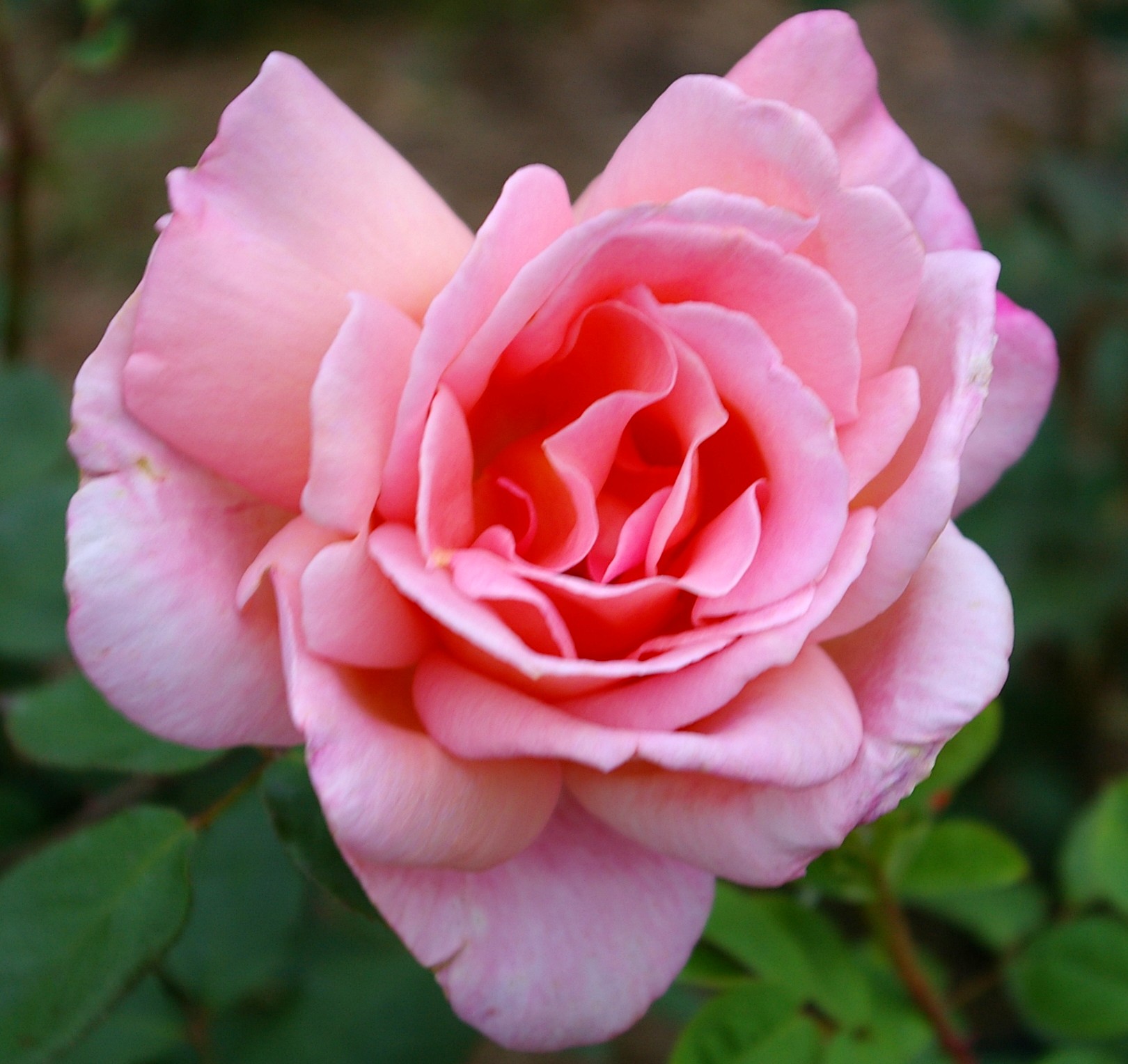 a pink rose growing in a garden