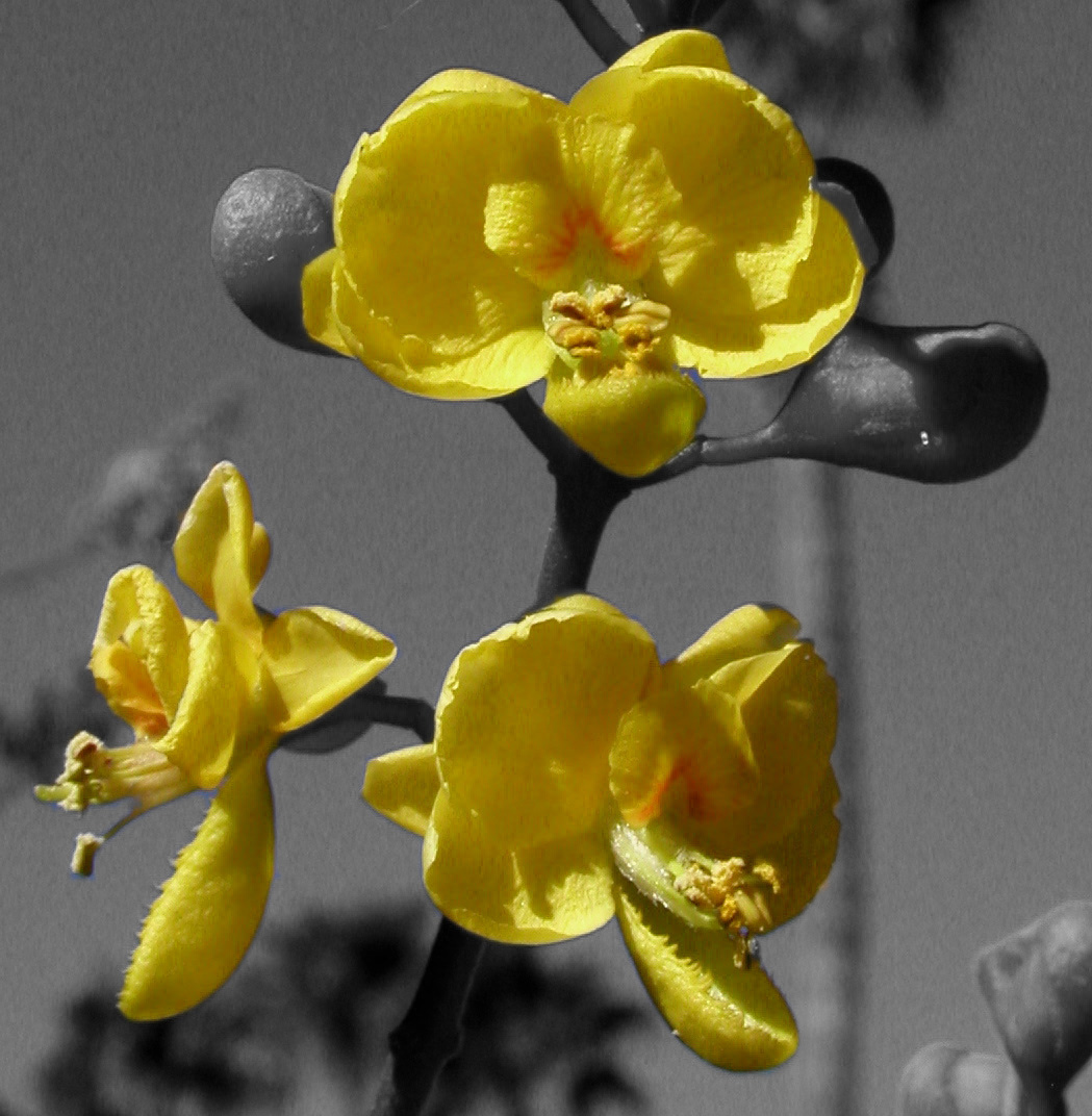 a black and white po of some yellow flowers