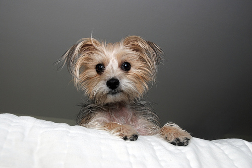 a brown and white dog sitting on top of a bed