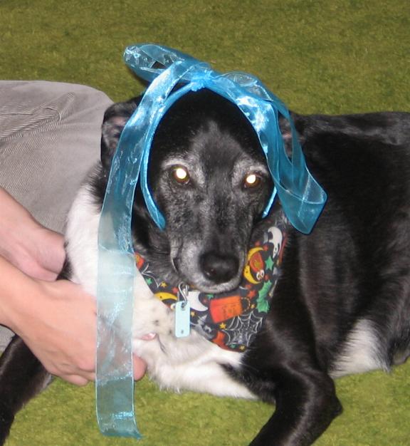 a large black dog wearing a blue bandana