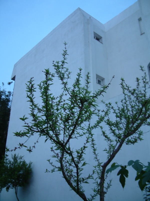 tree next to a building in front of it