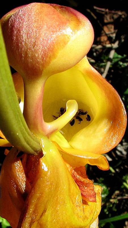 a yellow and red flower with a lot of pollen