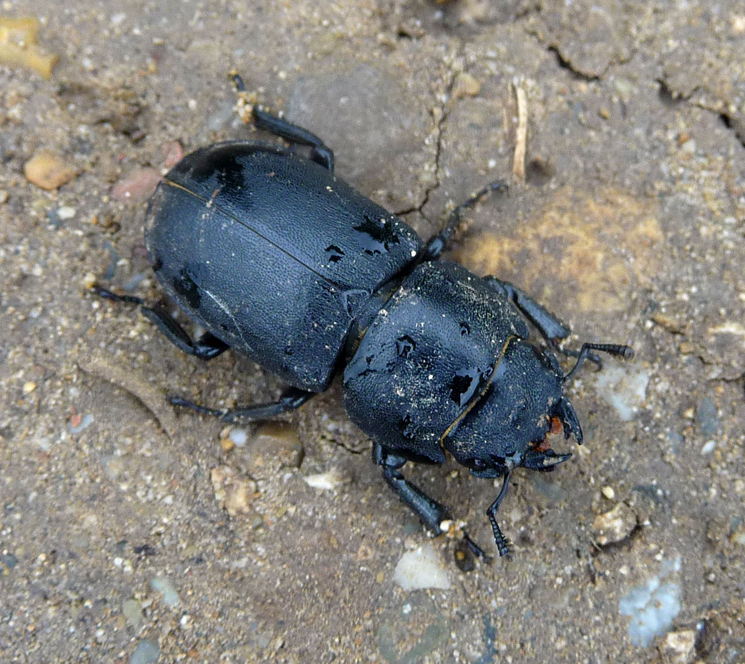 the very large beetle is on the ground