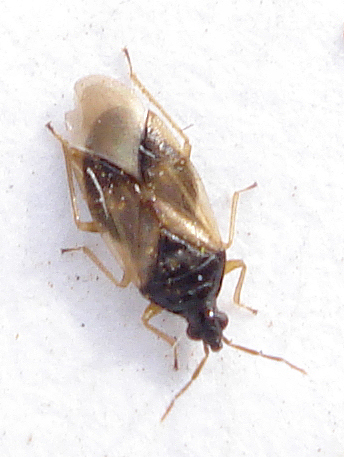 two brown and black bugs on white surface