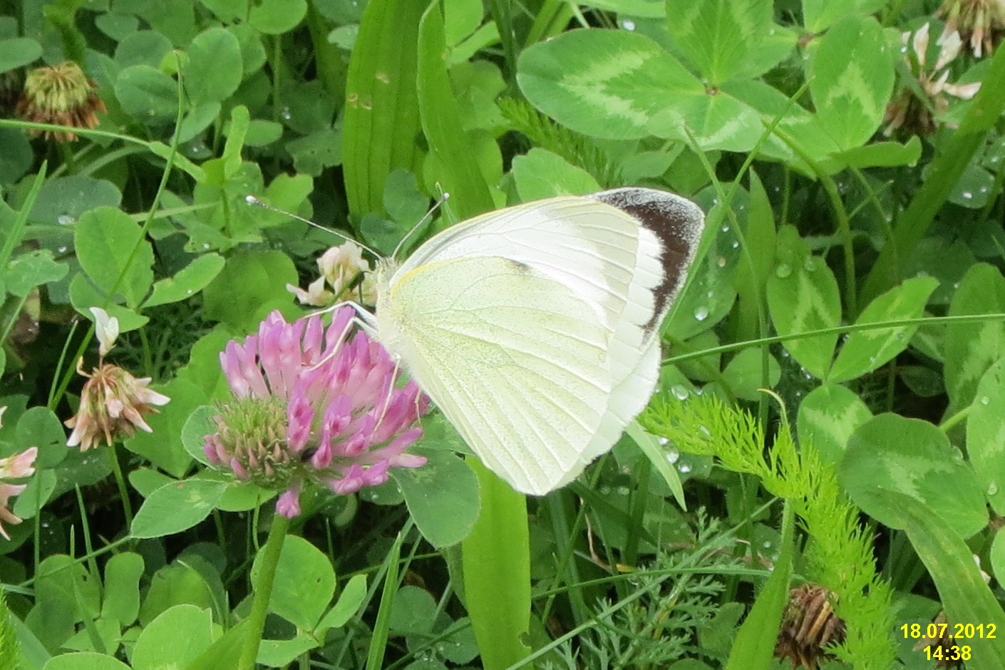 a large white erfly is resting on a flower