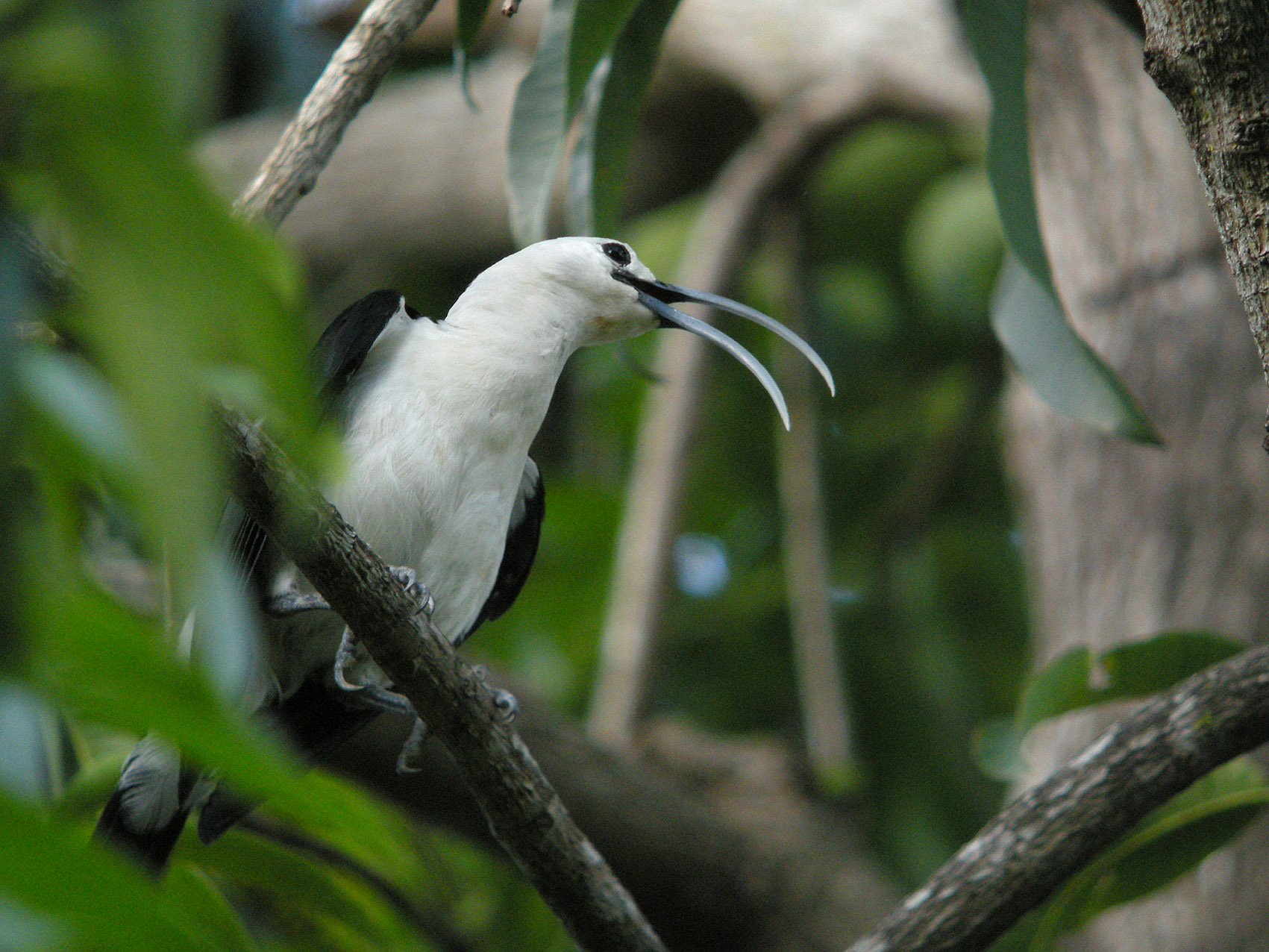 a large bird with a long beak perched on a tree nch