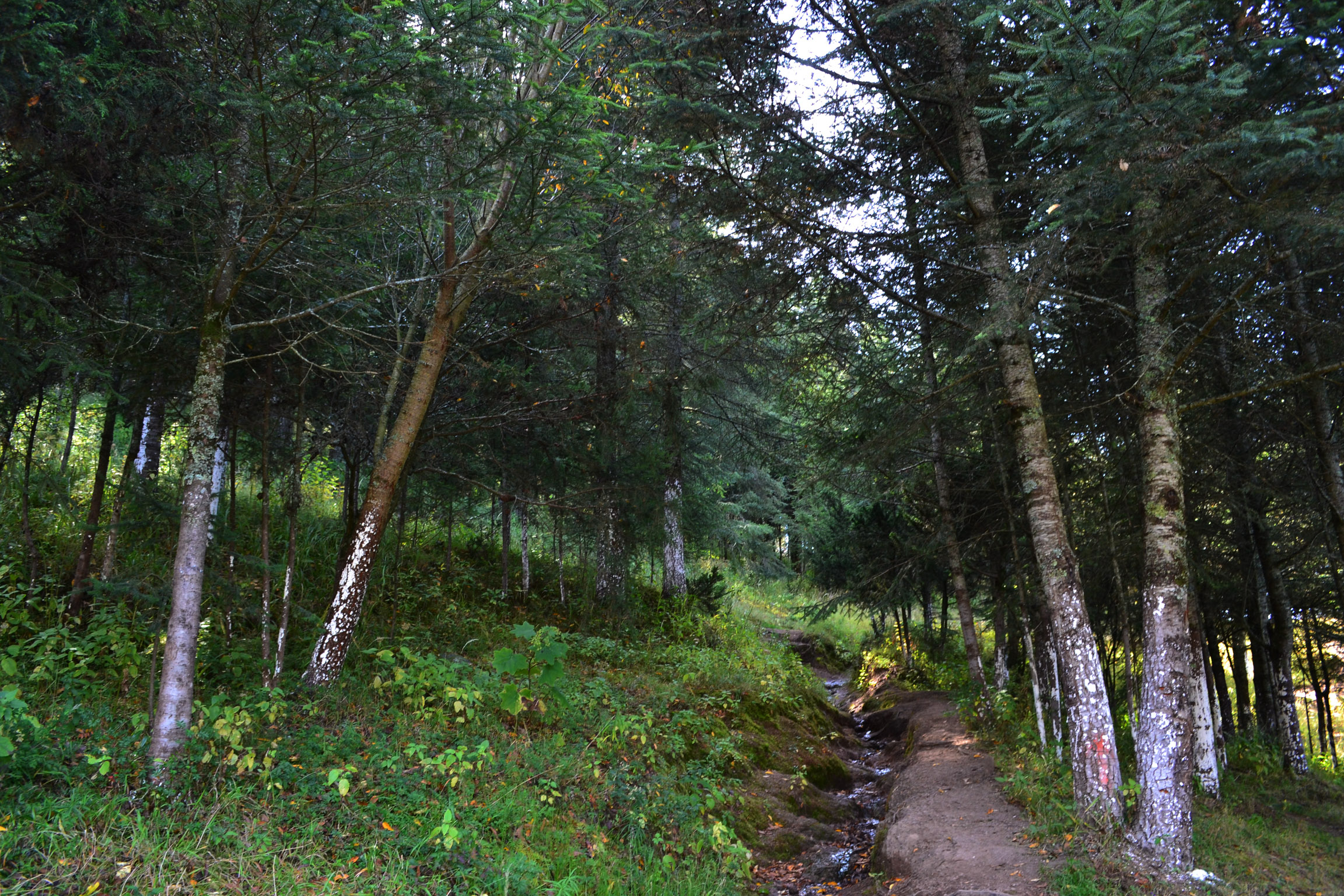 trees and plants line a path in the woods