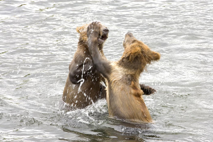 two brown bears in water with one has its mouth open