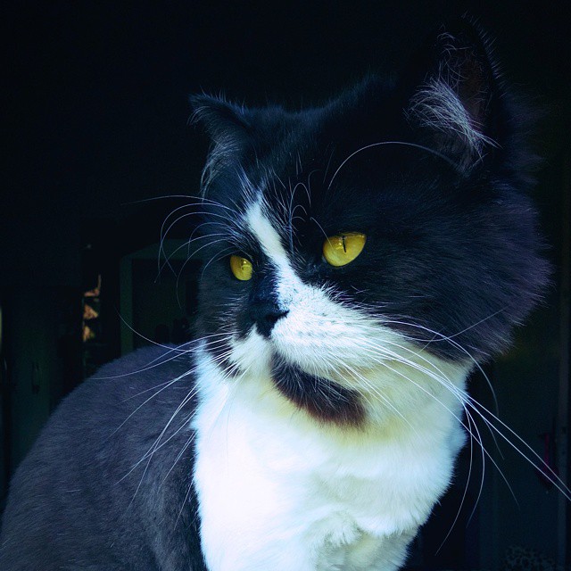 a black and white cat sitting in a window sill