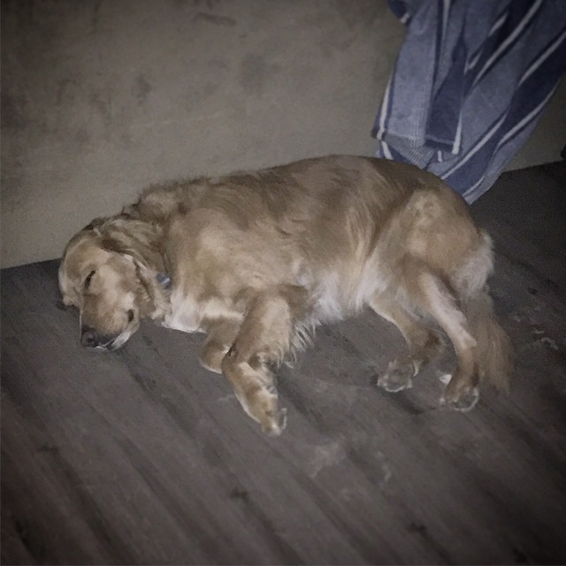a golden dog lies in the middle of a room