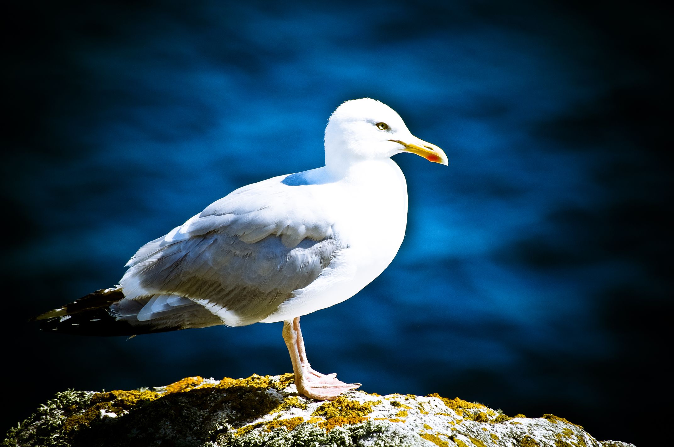 a bird is sitting on a rock by water