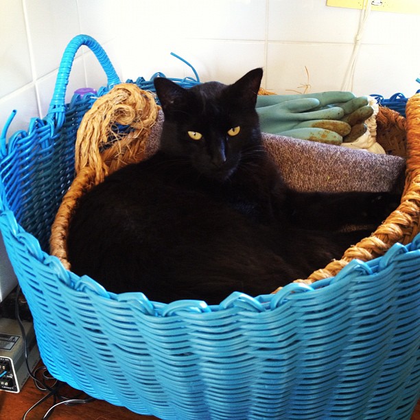 black cat curled up on basket with other items