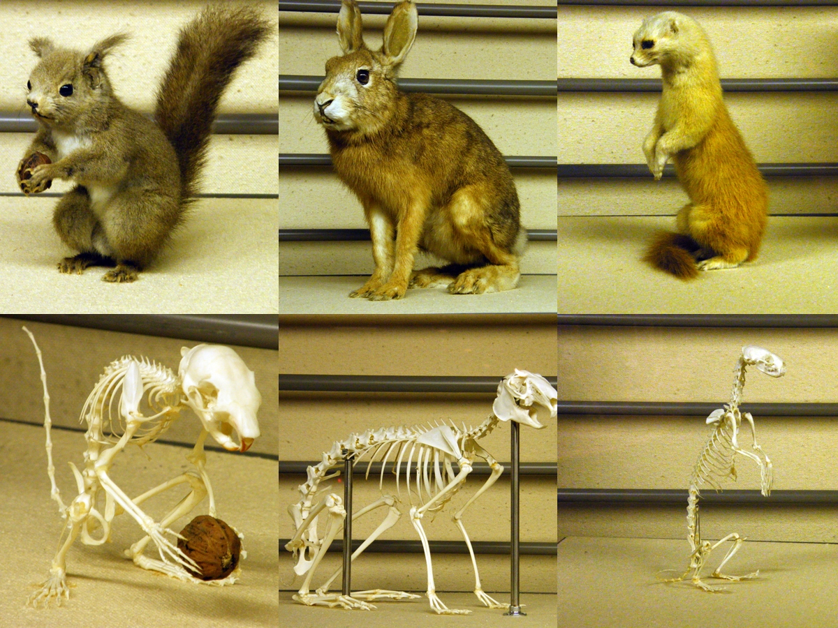 a series of pictures showing skeletons of various animals