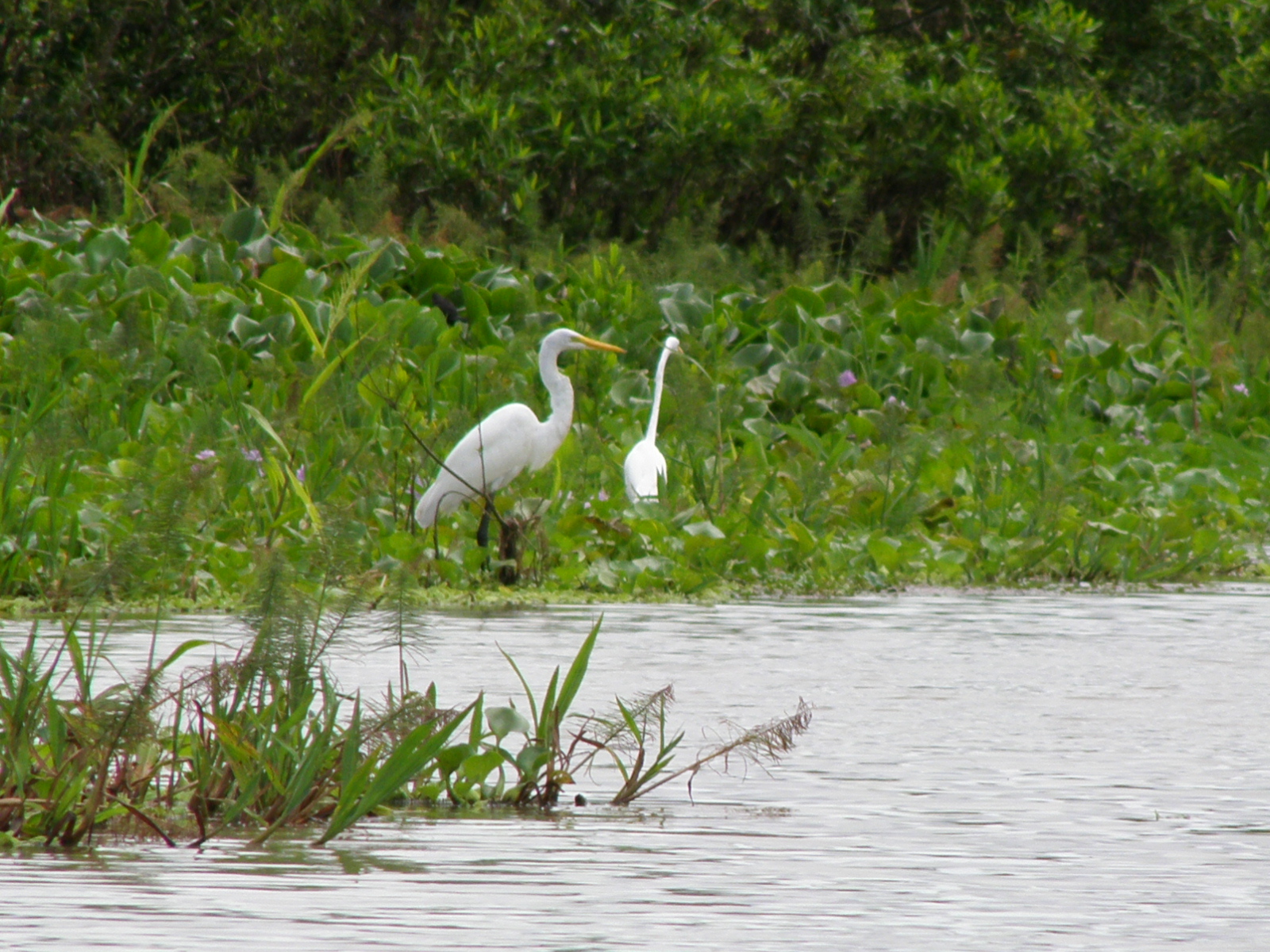 two herons in a field by some water