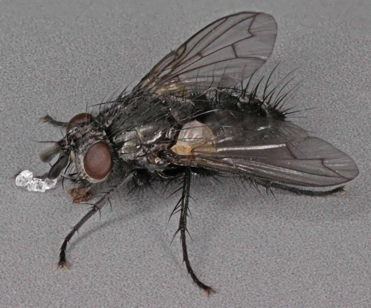 an flies fly that has some tiny eyes on its wings
