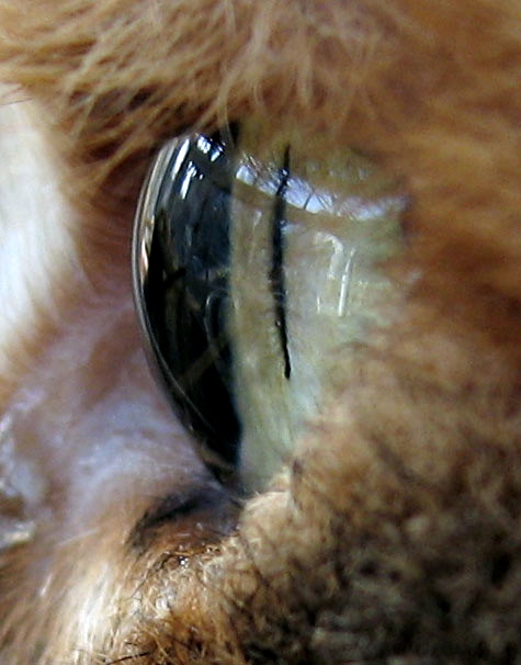 a fuzzy animal with a black, metal eyeball in its'center