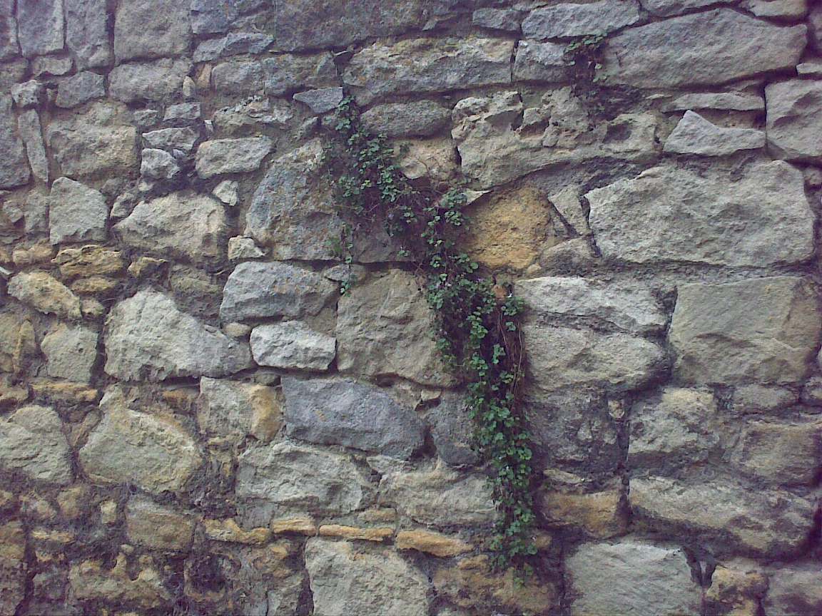 plant growing on stone wall, near side of building