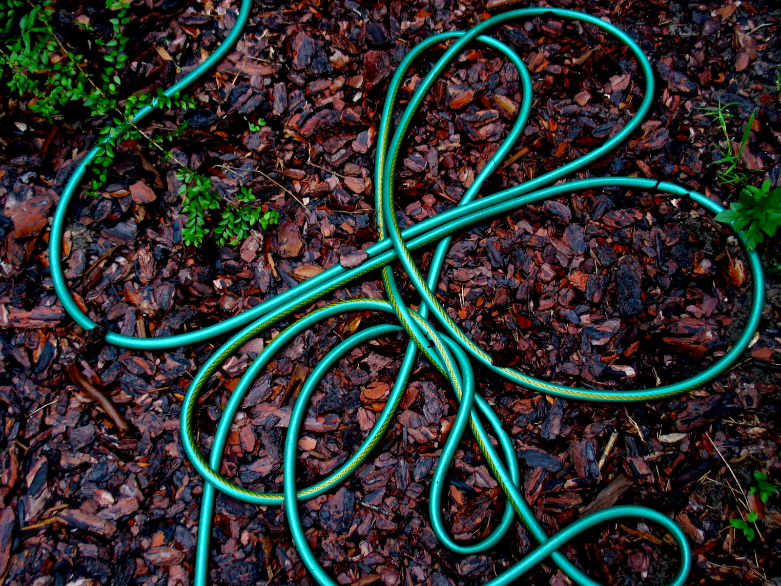 an old hose laying on the ground near some plants