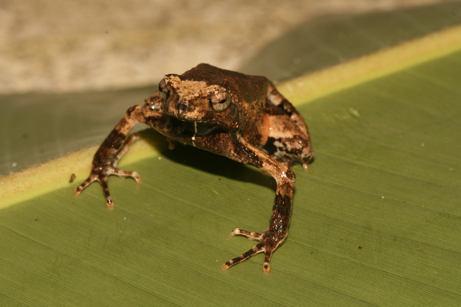 a brown frog sitting on top of a green plant