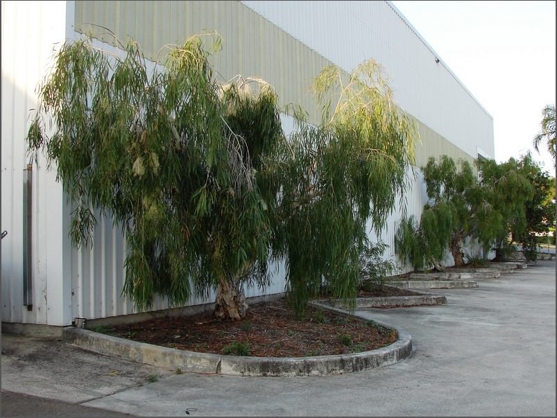 small trees lined up in front of a building