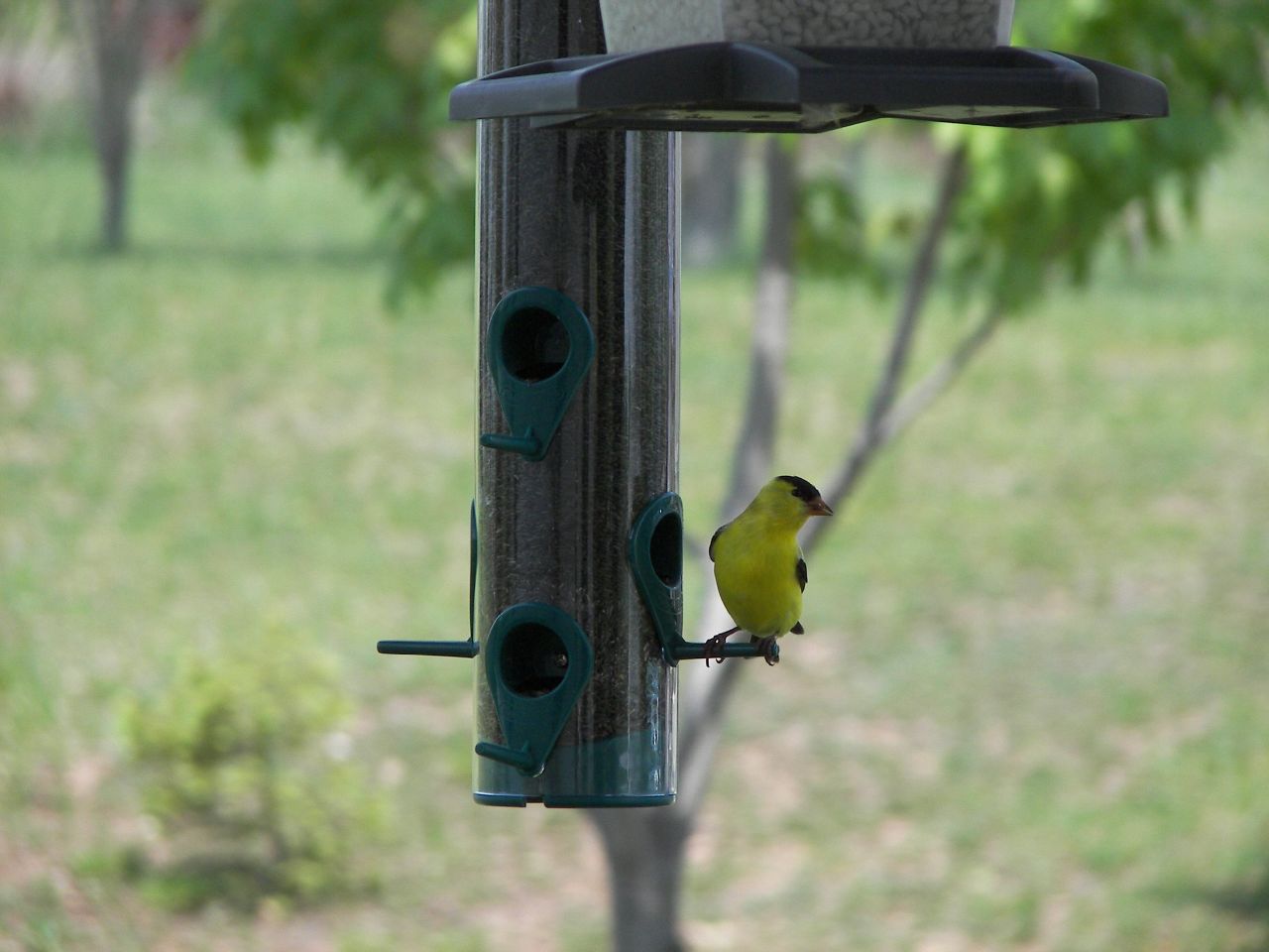 a little yellow bird perched on a bird feeder