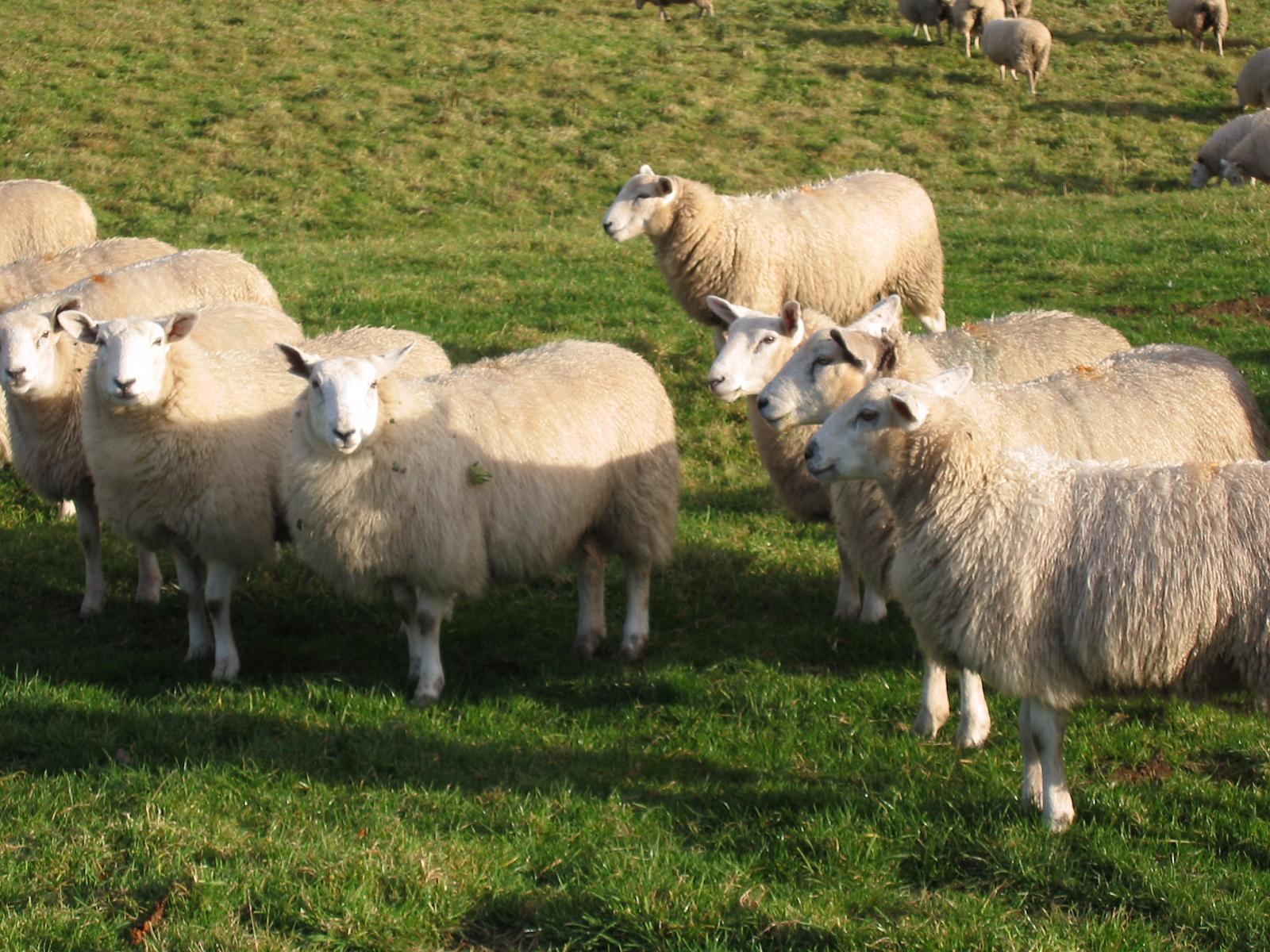 many sheep are standing together in the grass