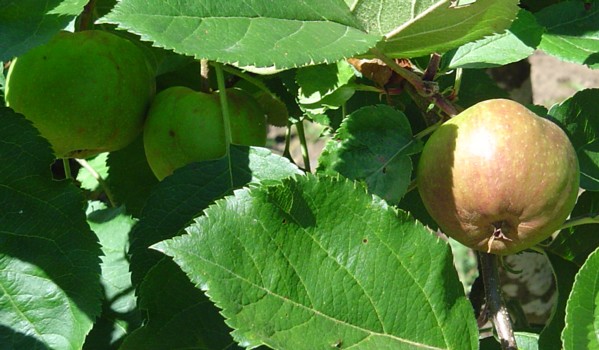 an image of a green apple tree