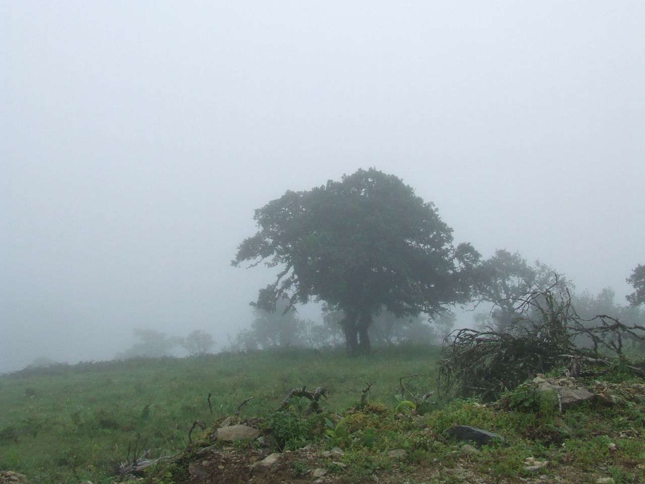 fog covered trees stand in a field as a horse grazes