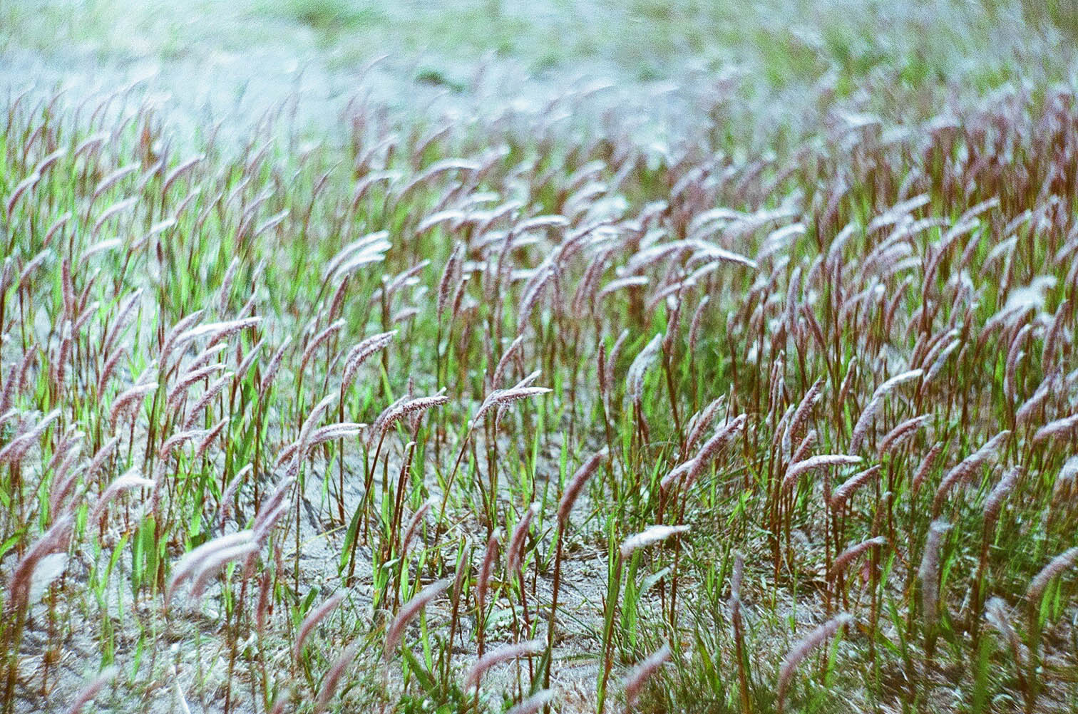 a field full of long green grass with grass sprinkled in the snow