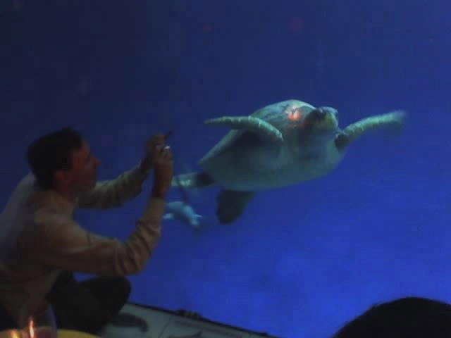 a man in an aquarium looking at a turtle