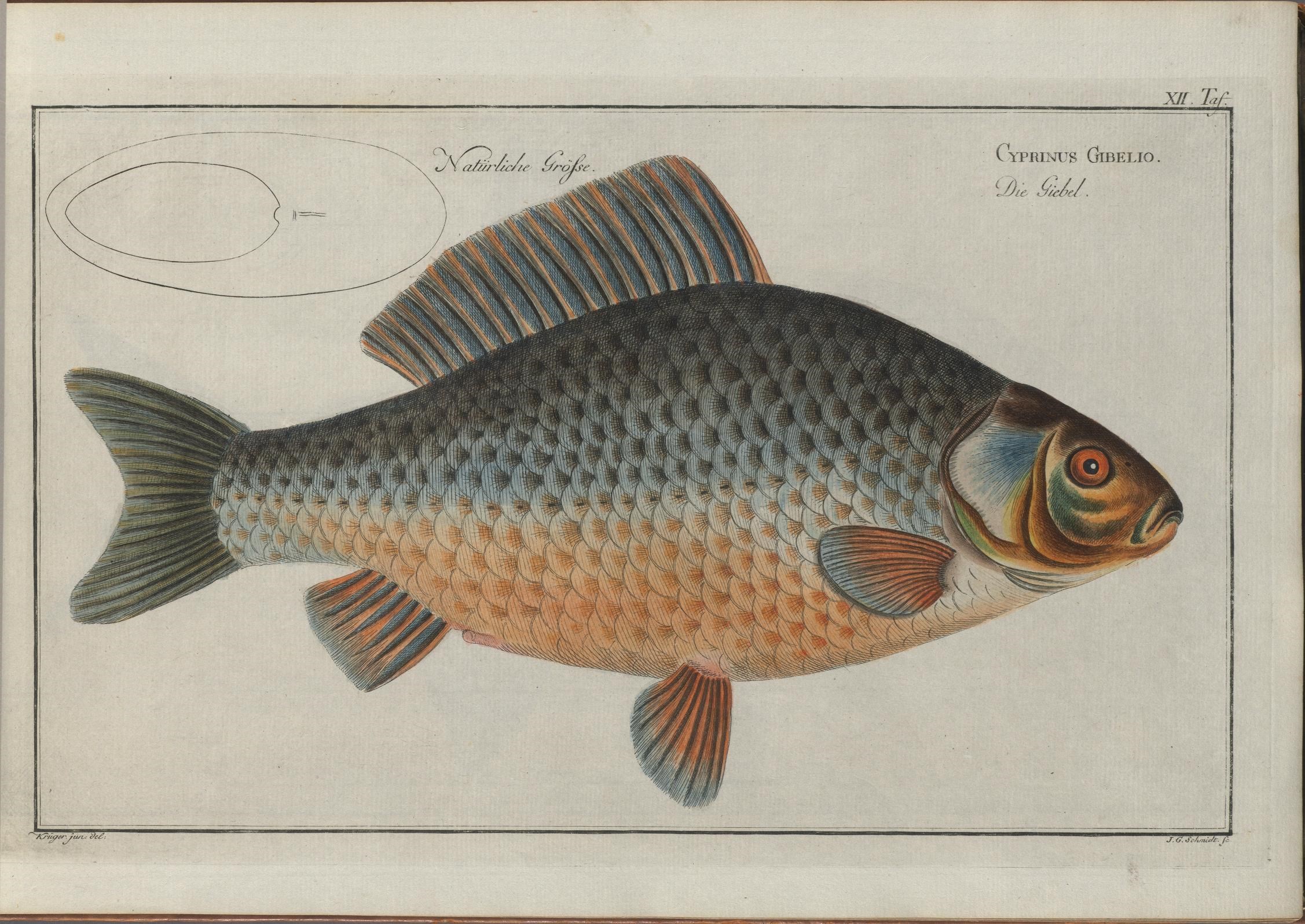 illustration of a blue finkers perchby fish from a book