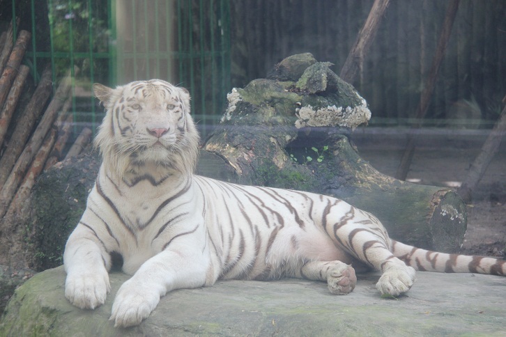white tiger laying down on a rock at the zoo