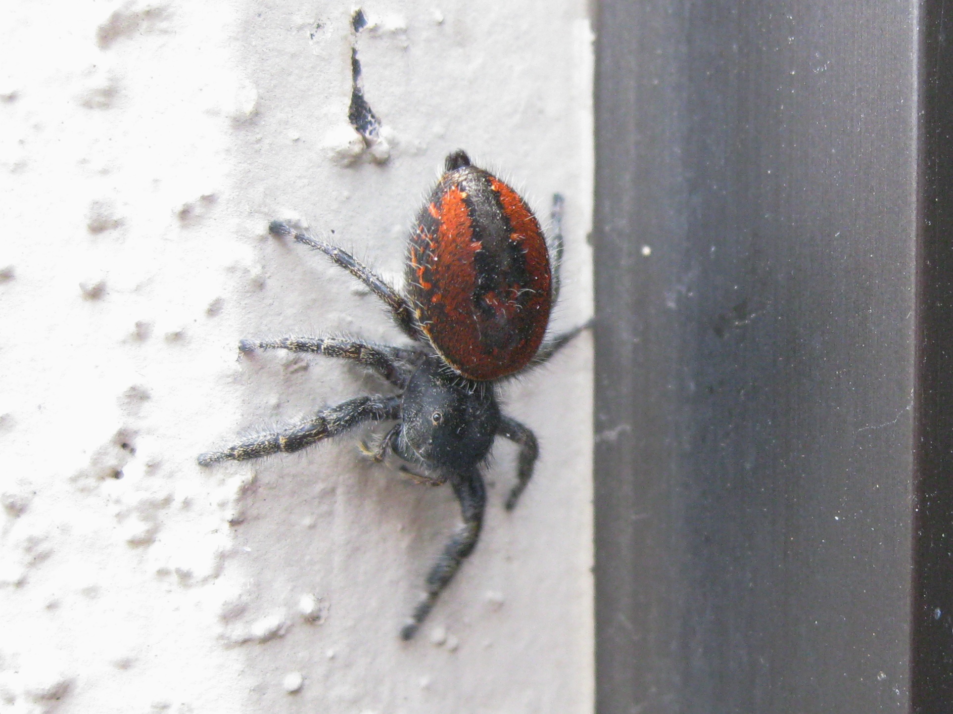 the red and black insect is crawling on a wall