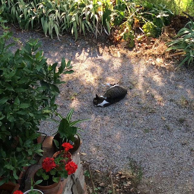 an orange and white striped cat laying in the dirt