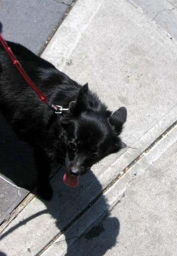 a black dog with a red leash on his collar