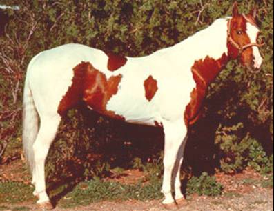 a brown and white horse standing in the grass
