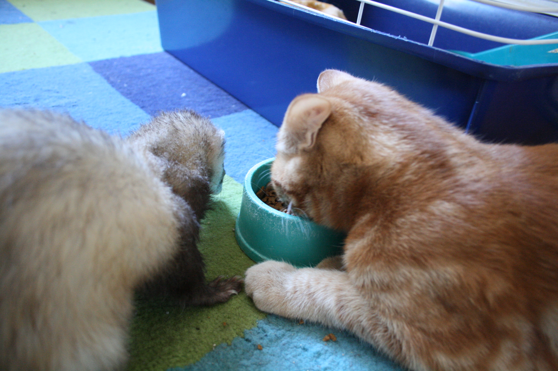 a close up of two small cats eating out of bowls