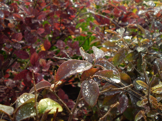 some very pretty looking bushes with rain drops